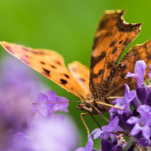 2019_06_21_lavendel schmetterling.jpg