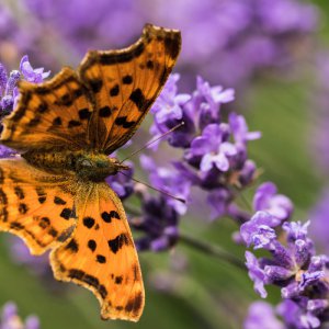 2019_06_21_lavendel schmetterling5.jpg
