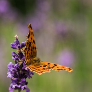 2019_06_21_lavendel schmetterling6.jpg