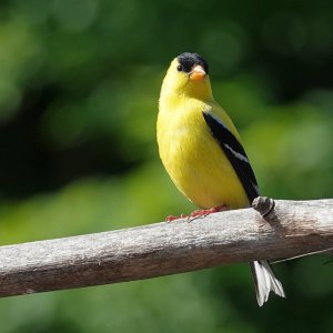 Goldfinch
