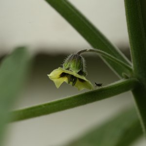 20190705-physalis-HM6C6331.jpg