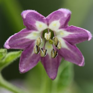 20190701-rocoto-cuencano-HM6C6294.jpg