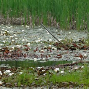 Swamp