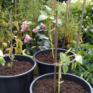2019_07_07_tomatillo2.jpg