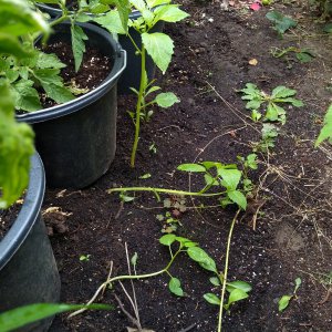 2019_07_07_tomatillo1.jpg