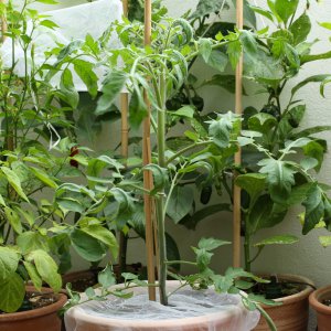 20190707-tomate-p20-HM6C6358.jpg