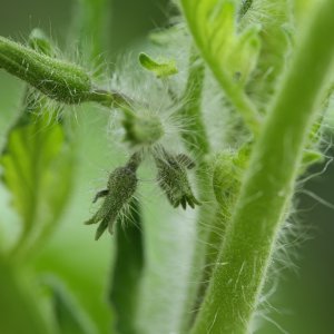 20190707-tomate-p20-bluetenansatz-HM6C6356.jpg
