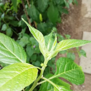 IMG_20190709_131914.jpg