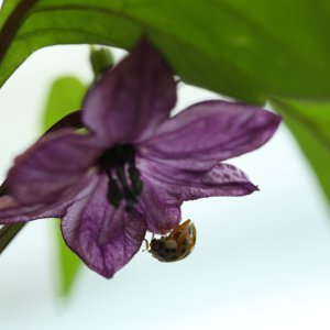 20190712-serrano-purple-HM6C6359.jpg