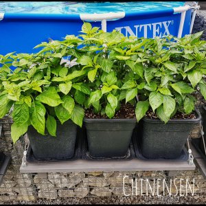 Chinense Pflanzen