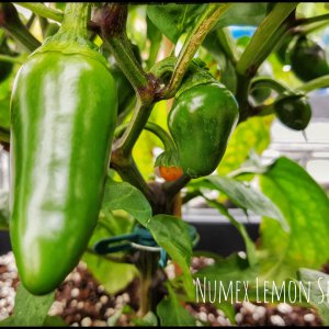 Numex Lemon Spice