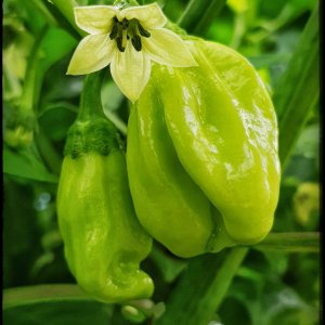 Habanero West Indian