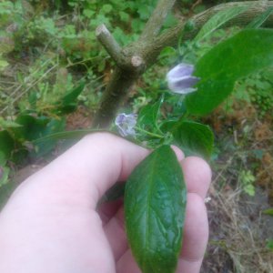 IMG_20190618_201210.jpg