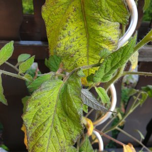 Tomaten krank1.jpg