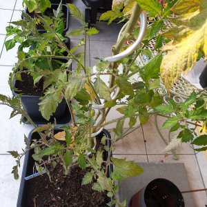 Tomaten krank 2.jpg