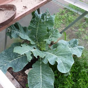 16.07.19 Blumenkohl.jpg