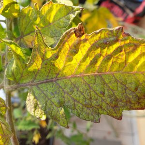 16.07.19 Tomate krank3.jpg