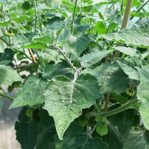 Physalis Dreck?