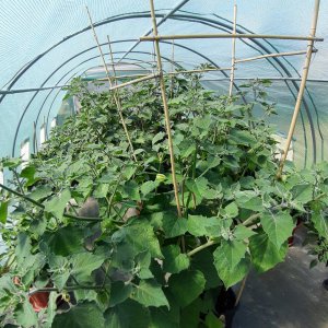 Physalis 16.7