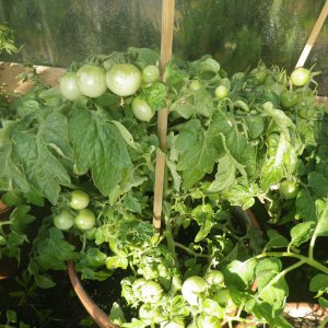 gesunde Tomate