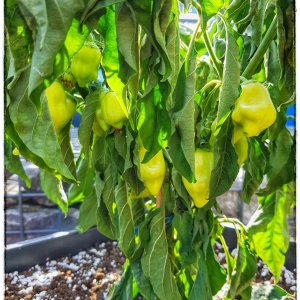 7 Pot Bubblegum White