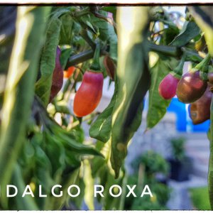 Fidalgo Roxa