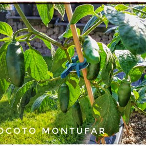 Rocoto Muntufar
