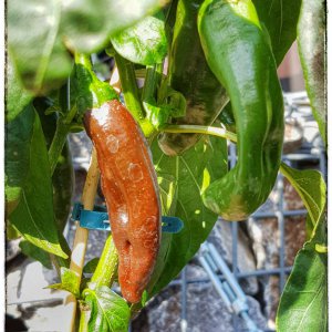 Ethiopian Berbere