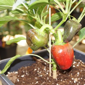 Purple_Beauty1_Beeren.JPG