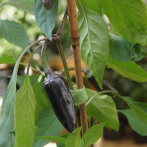Serrano_Purple1_Beeren.JPG