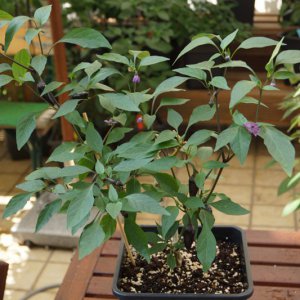 Serrano_Purple1_Ex-Bonchi.JPG