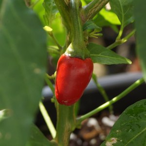 Serrano_Purple2_Beere.JPG