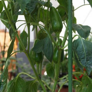 Trottolino_Amoroso_Beeren1.JPG