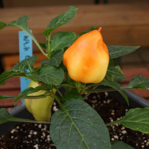 White_Diamond2_Beeren.JPG