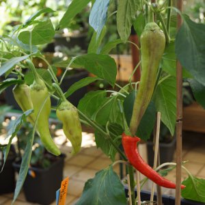Yesil_Tatli_Beeren.JPG