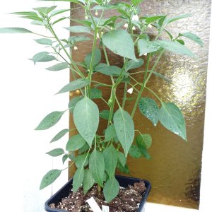 Serrano_Tampiqueno.jpg
