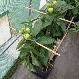 Pepino 27.7