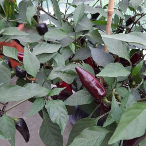 Serrano Purple 27.7