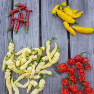 Thai, Lemon Drop, Murupi Amarela, Reaper