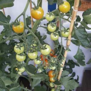 Cherry Tomate nah