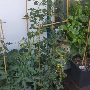 Cherry Tomate