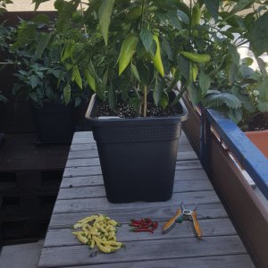 Spitzpaprika