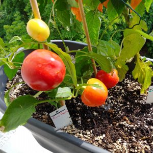 Stand 30.7.: Alma Paprika