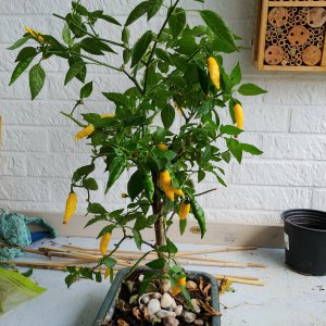 Stand 30.7.: Lemon Drop Bonchi