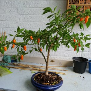 Stand 30.7.: Golden Limon Bonchi Rückseite