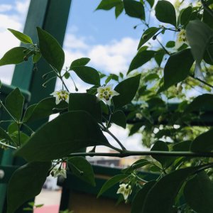 Capsicum flexuosum