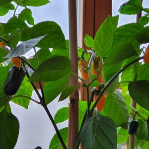 20190531_083518-jalapeno-yellow.jpg