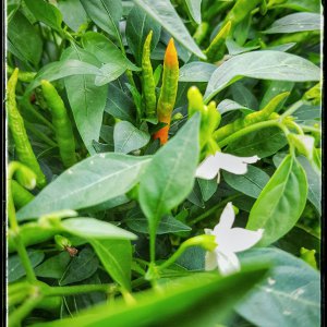 Thai Hot Orange