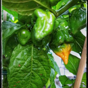 Peach Scorpion