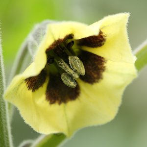 20190802-physalis-HM6C7045.jpg